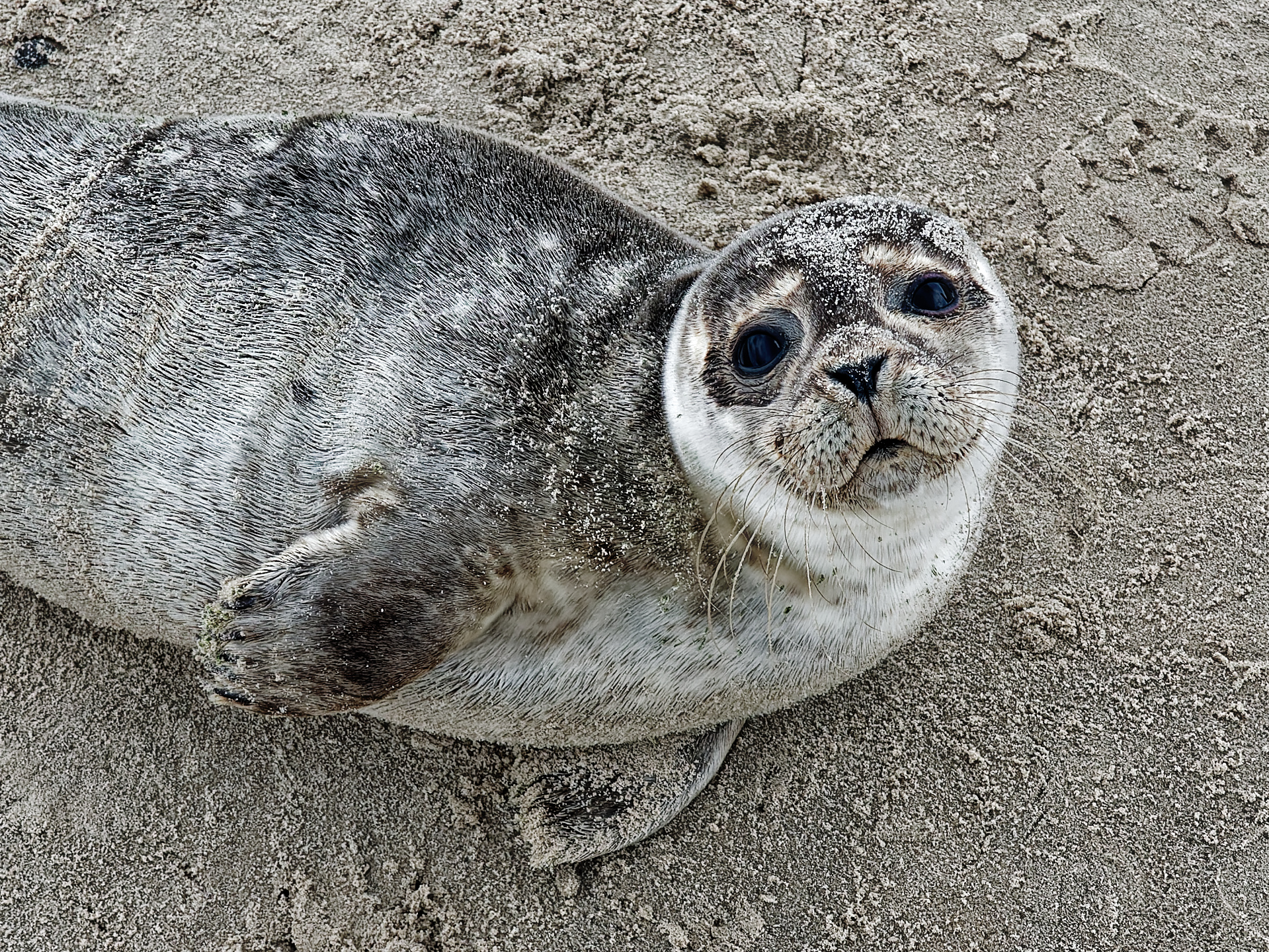 Joël - bébé phoque à la pointe du Danemark
