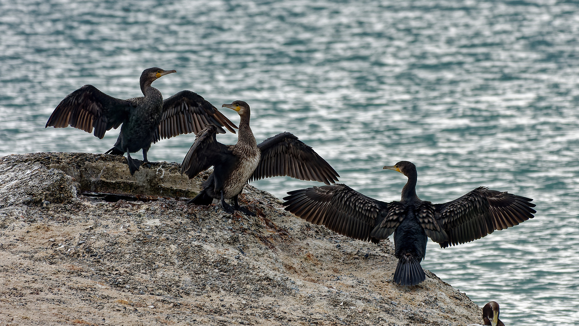 Joël - cormorans à la confluence mer du nord et baltique