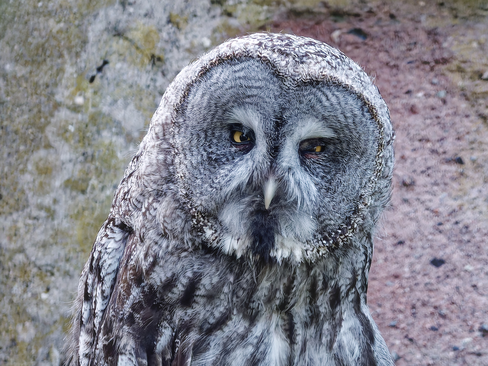 Joël - hibou très chouette (Suède)