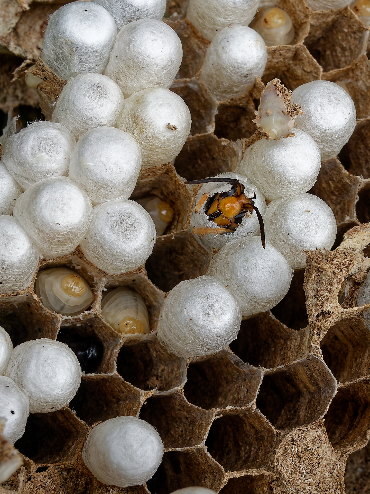 Joël - pret à sortir