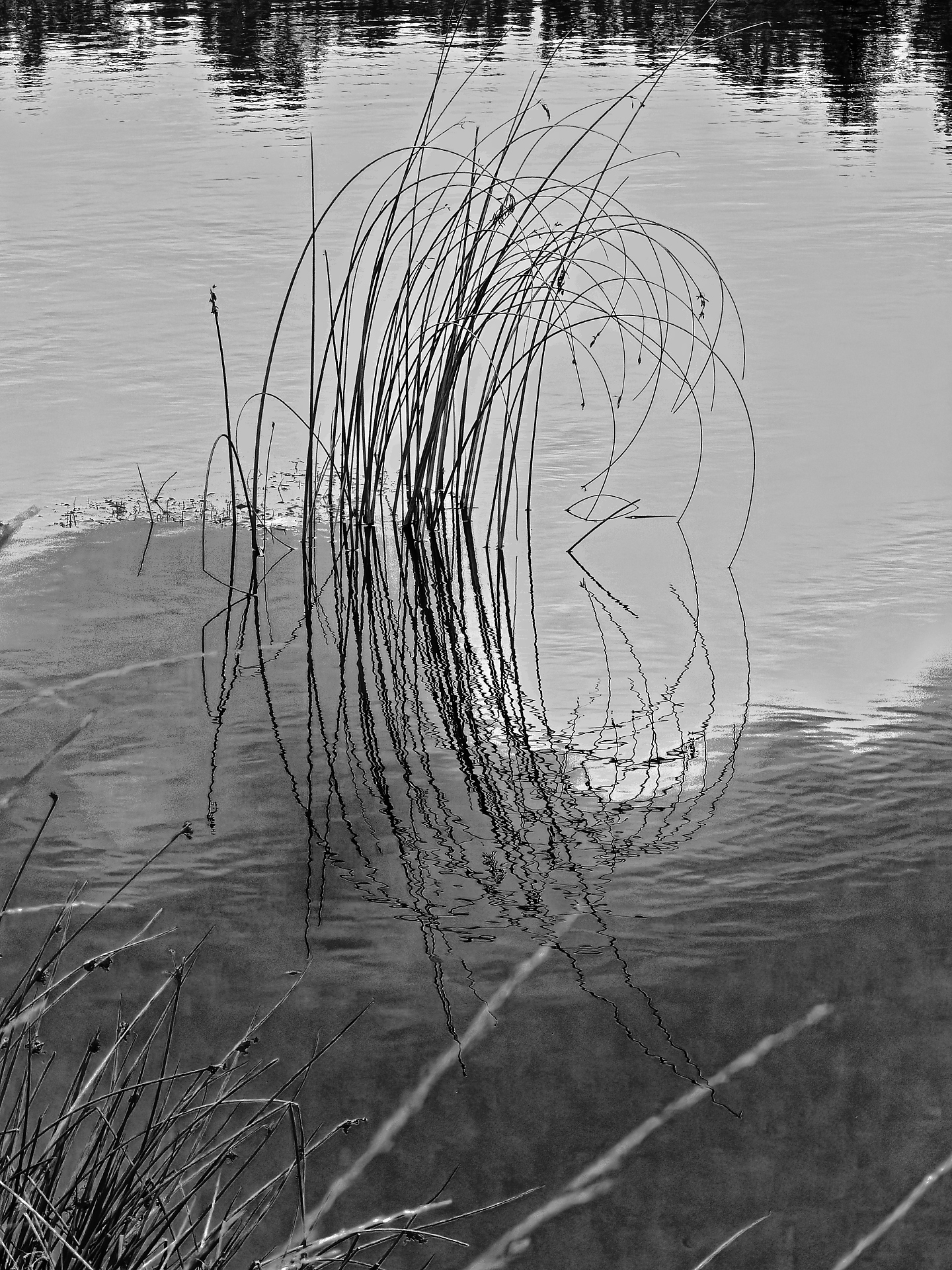 Joël - très graphique