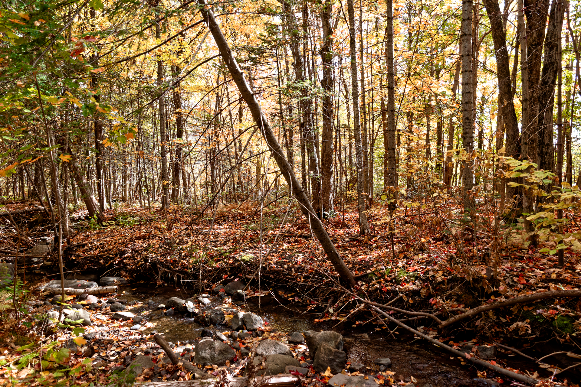 SERGE - L EAU VIVE DU COUR D EAU