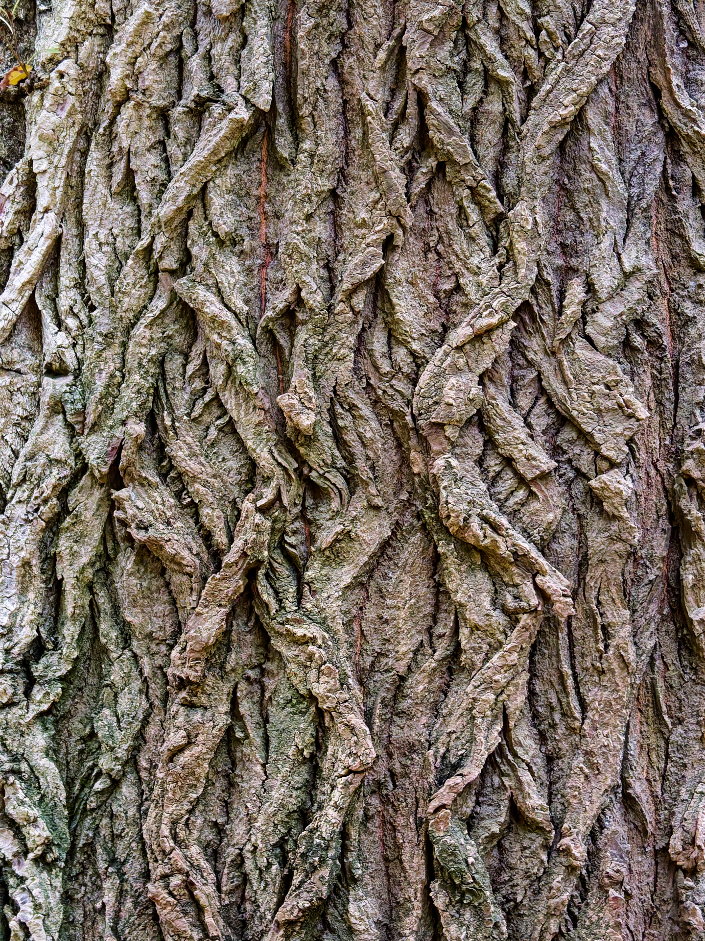 Catherine - L écorce torsadée