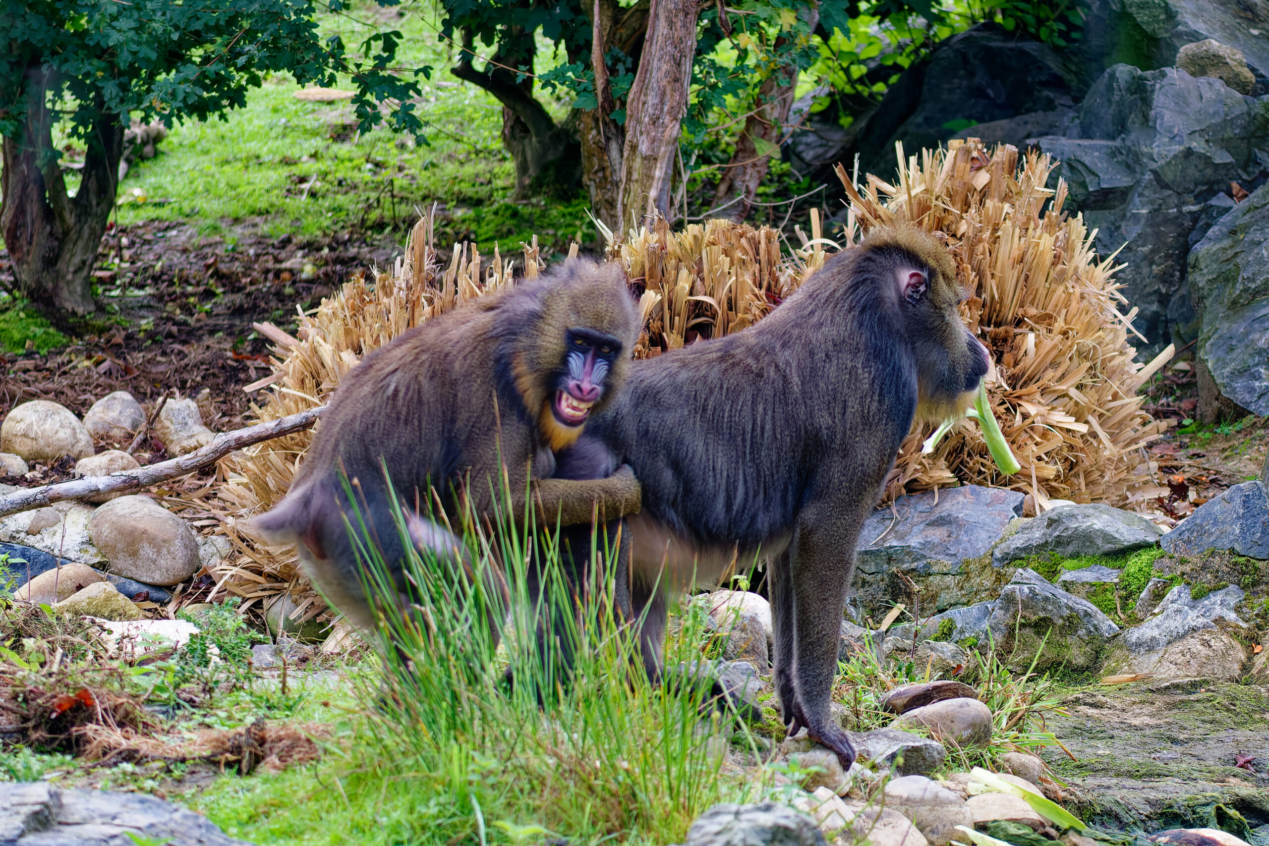 Marveen - La vie trouve toujours un chemin