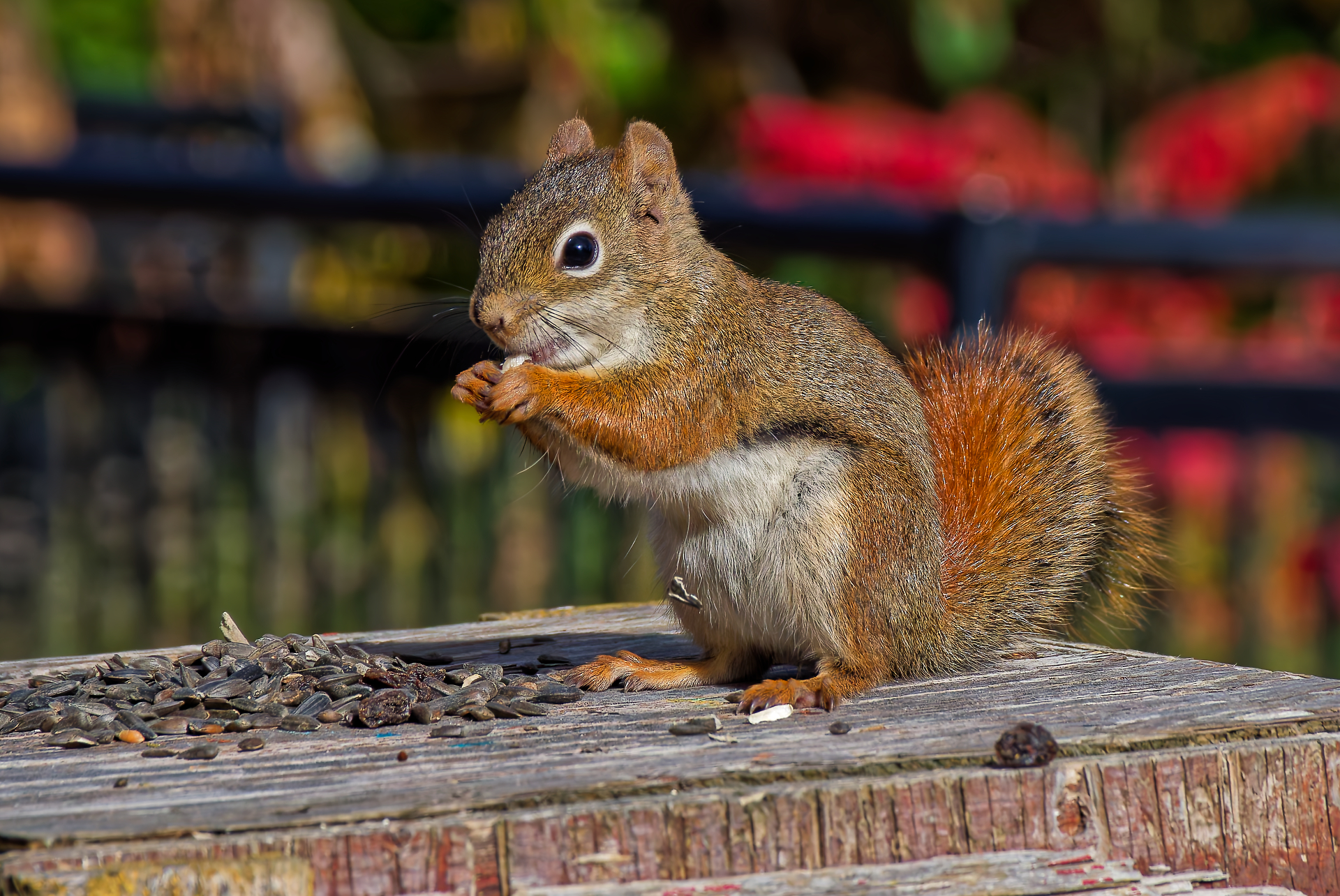 SERGE - PROFITONS DE CET INSTANT
