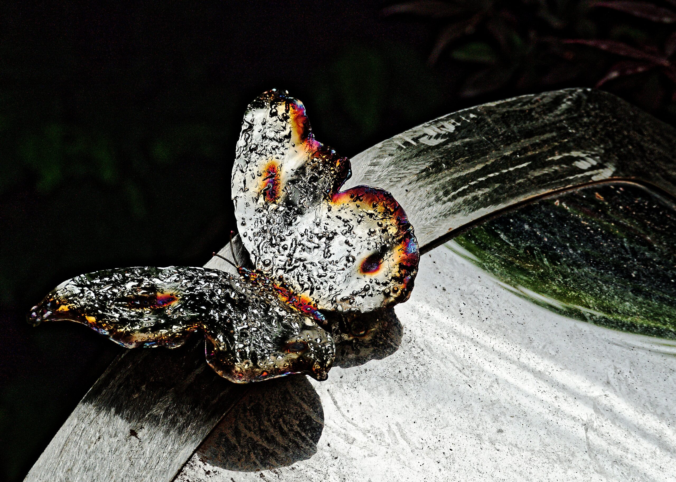 Pascal_ papillon d argent