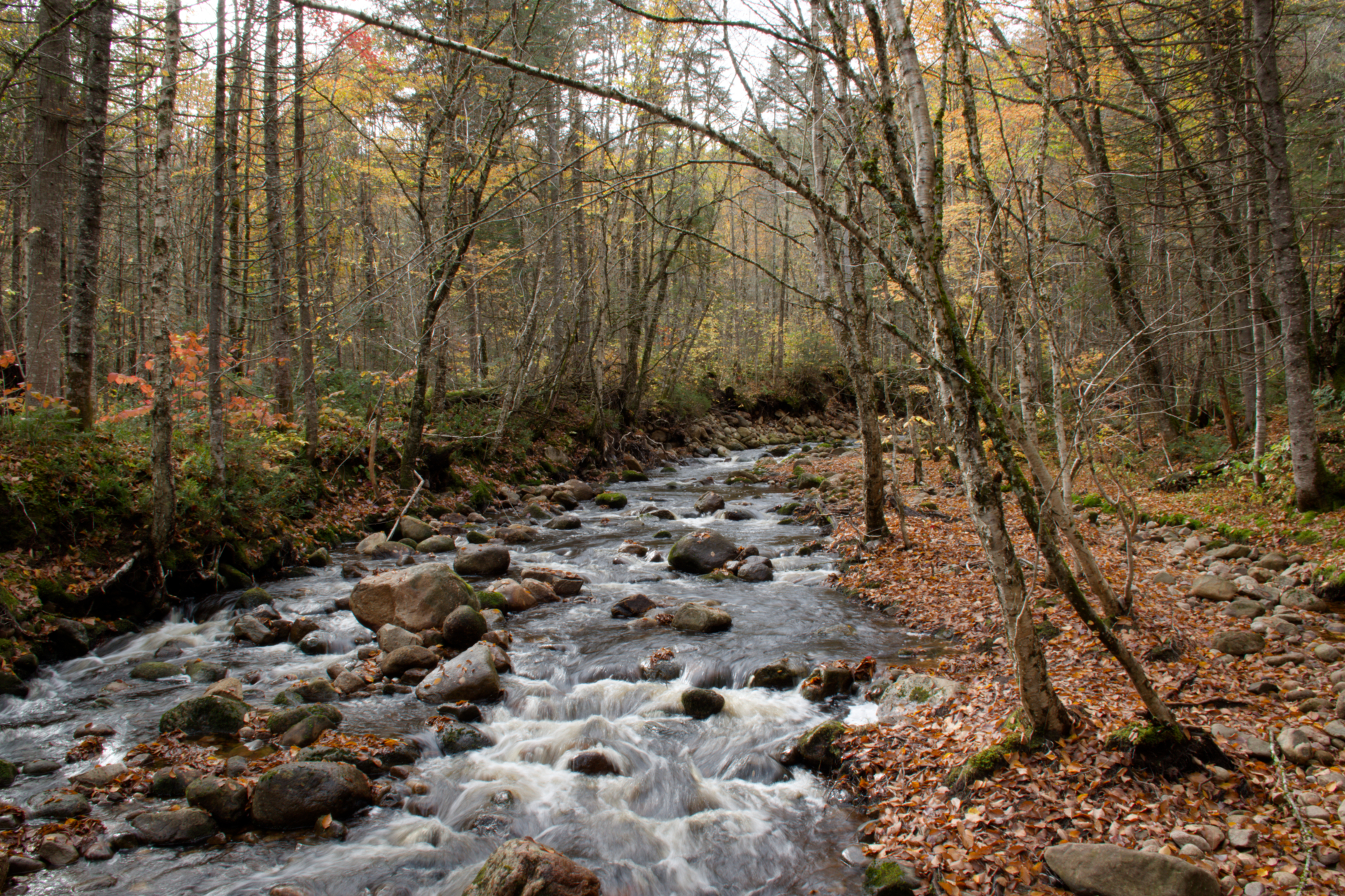 Serge - l-eau vive du torrent