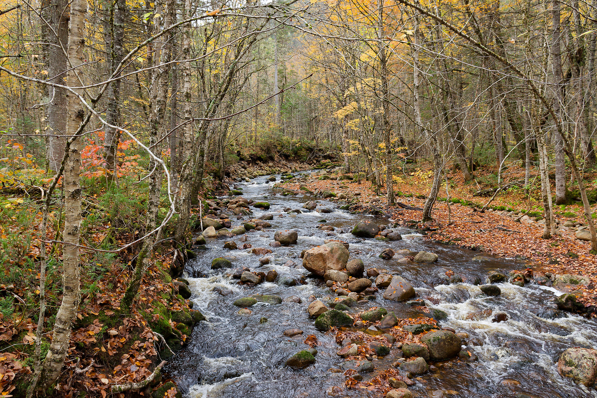 Serge - sous_bois_canadien