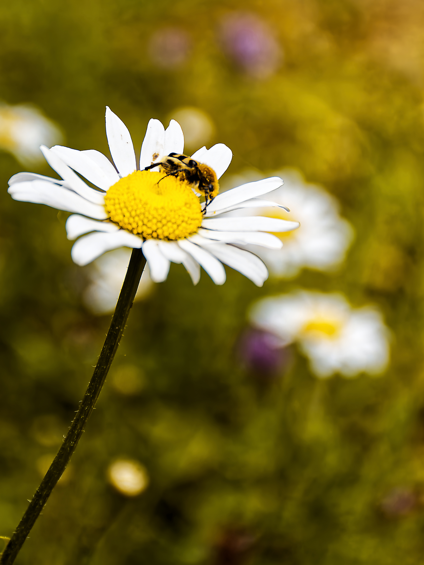 Serge - vu du haut margueritte