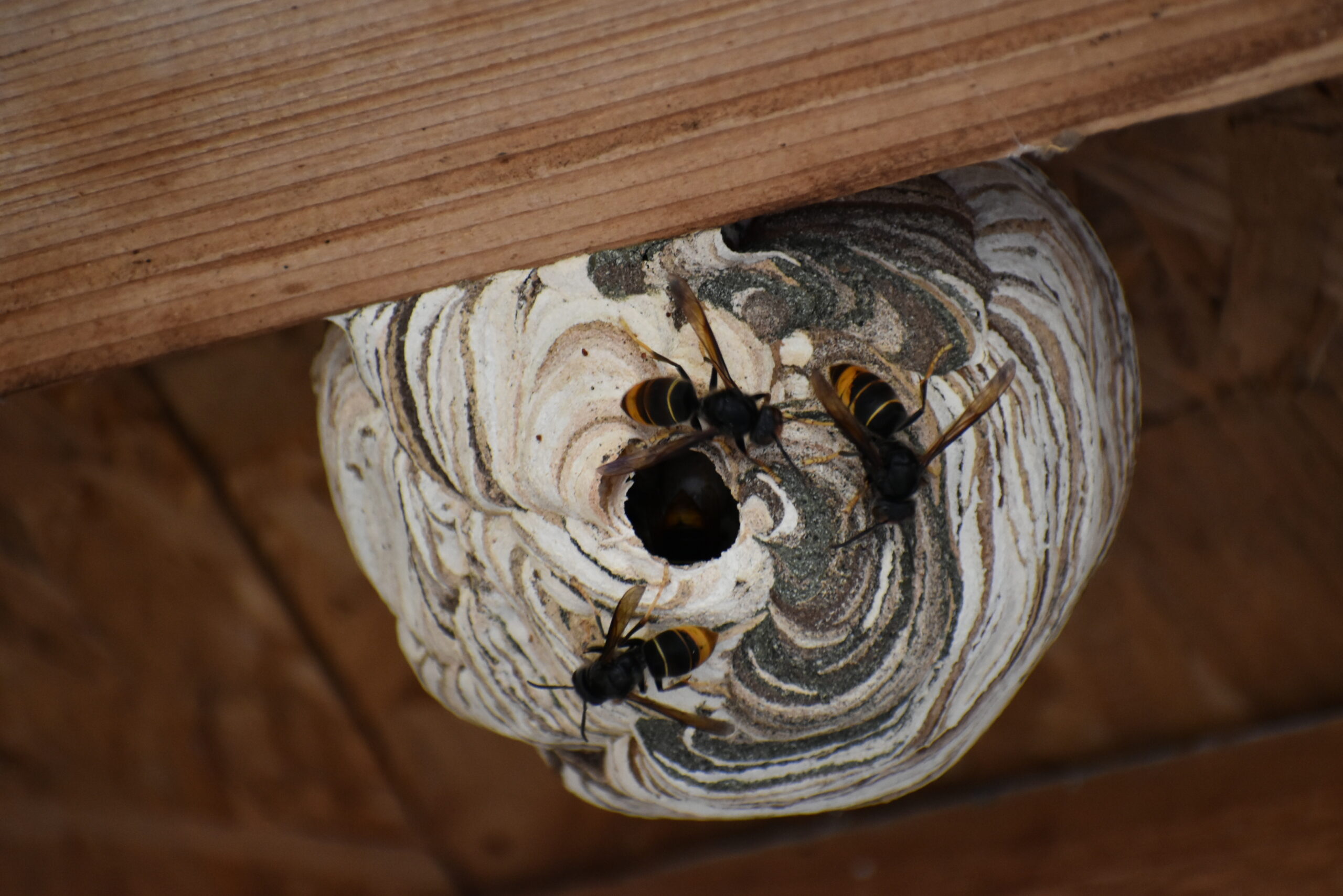 Sergio - Courage, tournez, la boule grossit