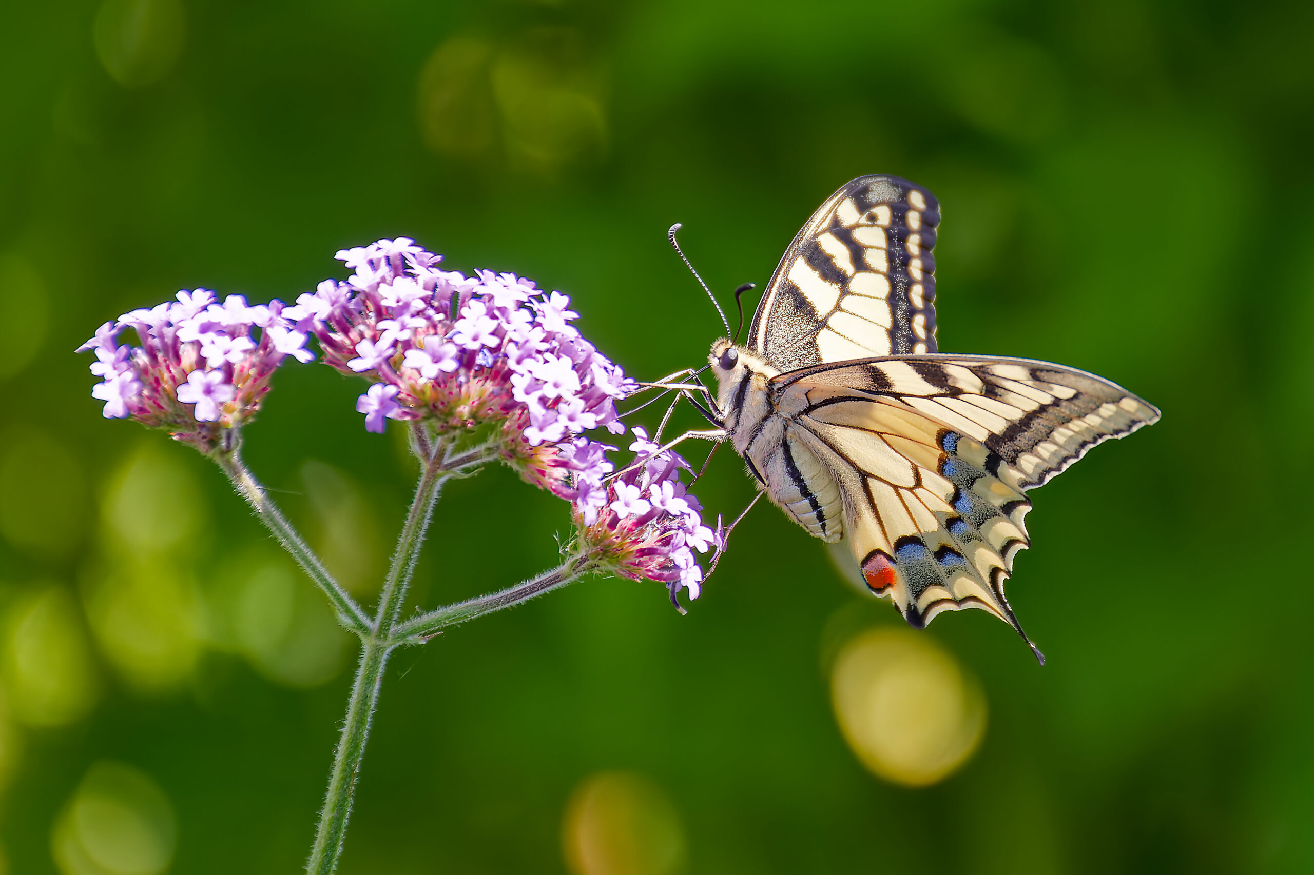 Sergio - Dites moi si je me trompe