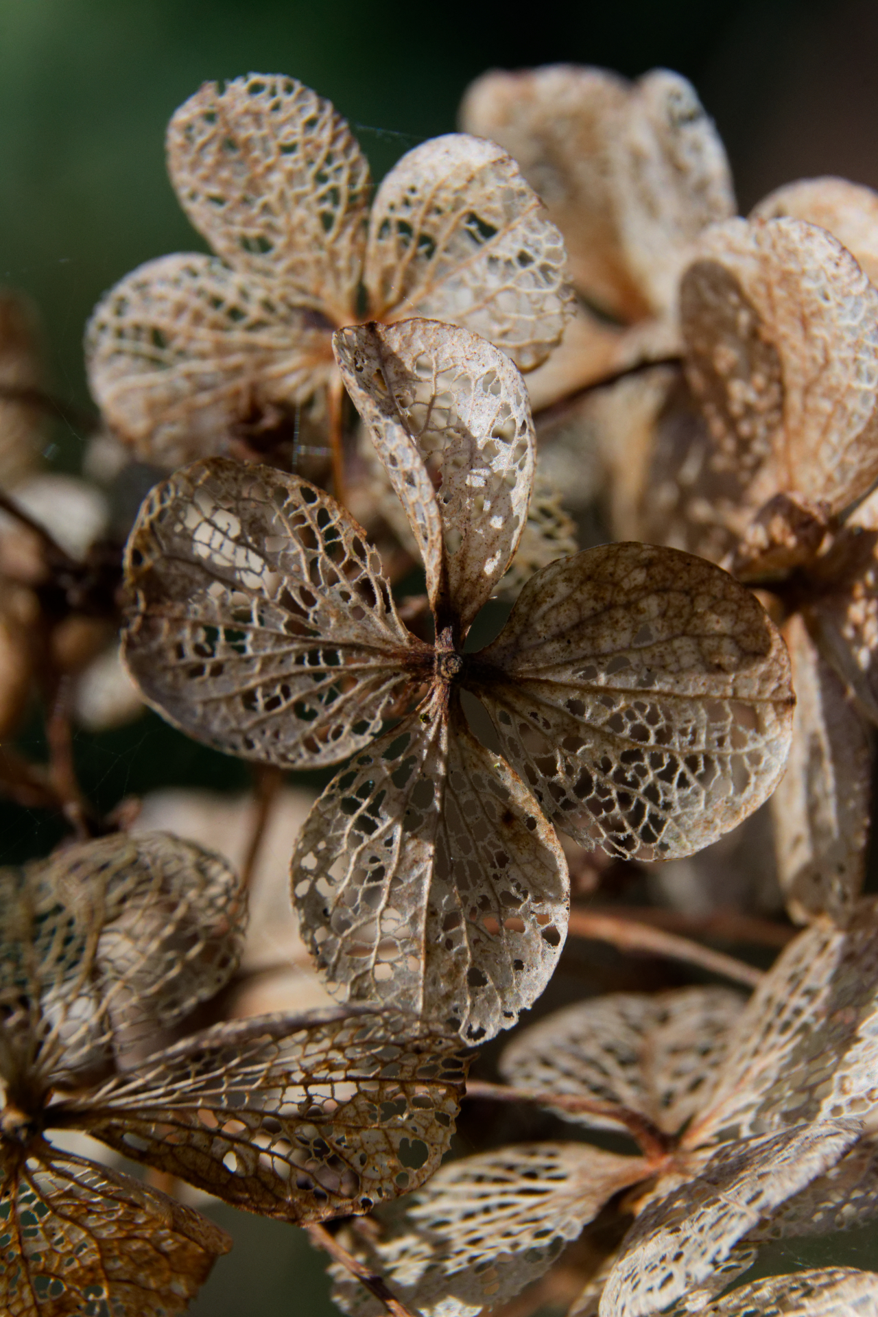 Sergio - La trame est là, déposez y la couleur de vos envies
