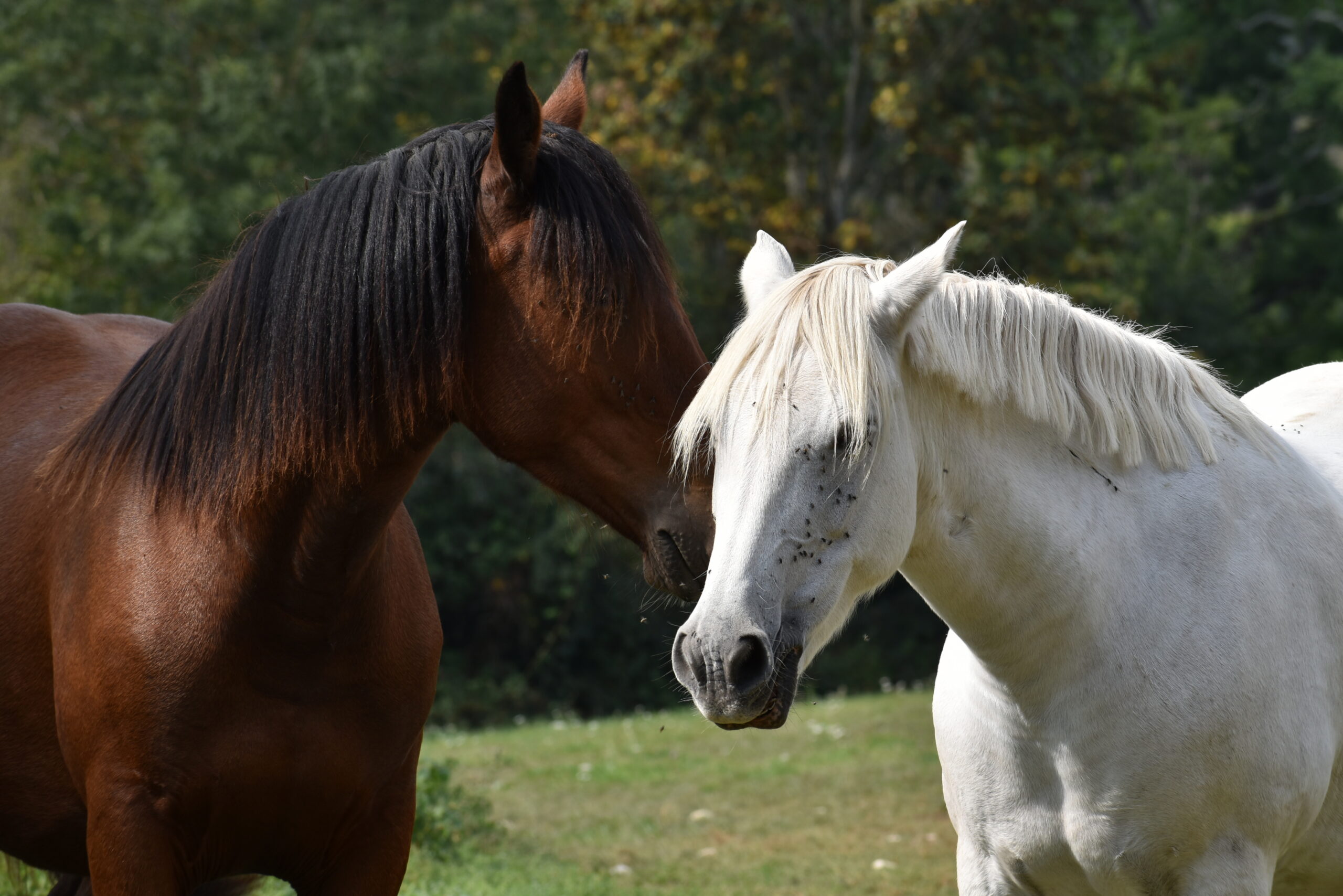 Sergio - Voici notre secret...
