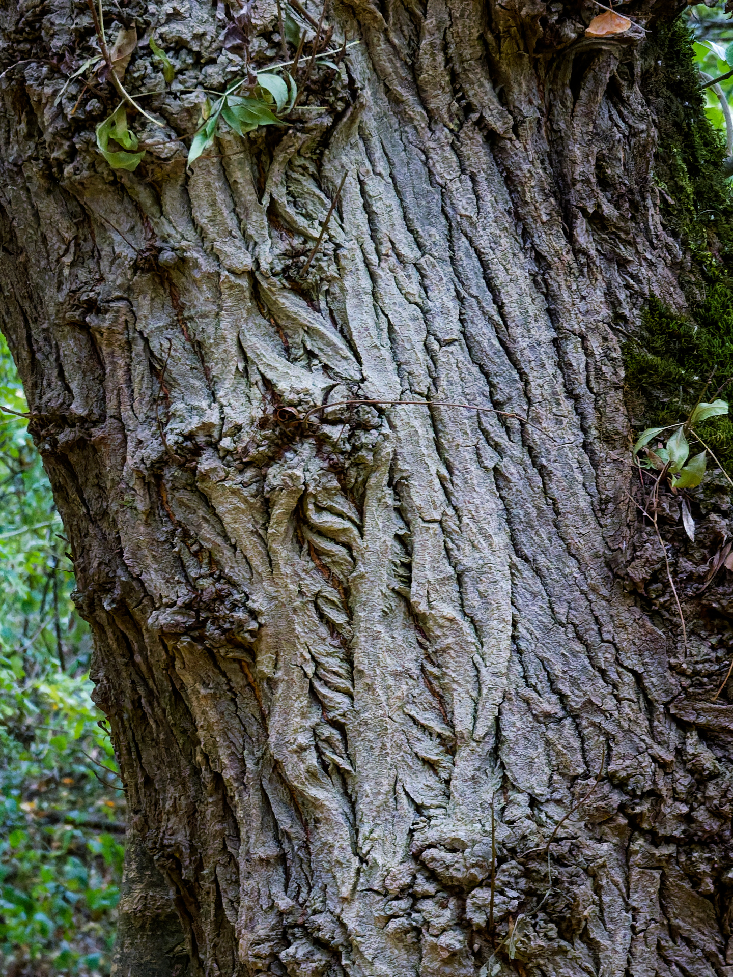 Catherine - Trouvez le cœur