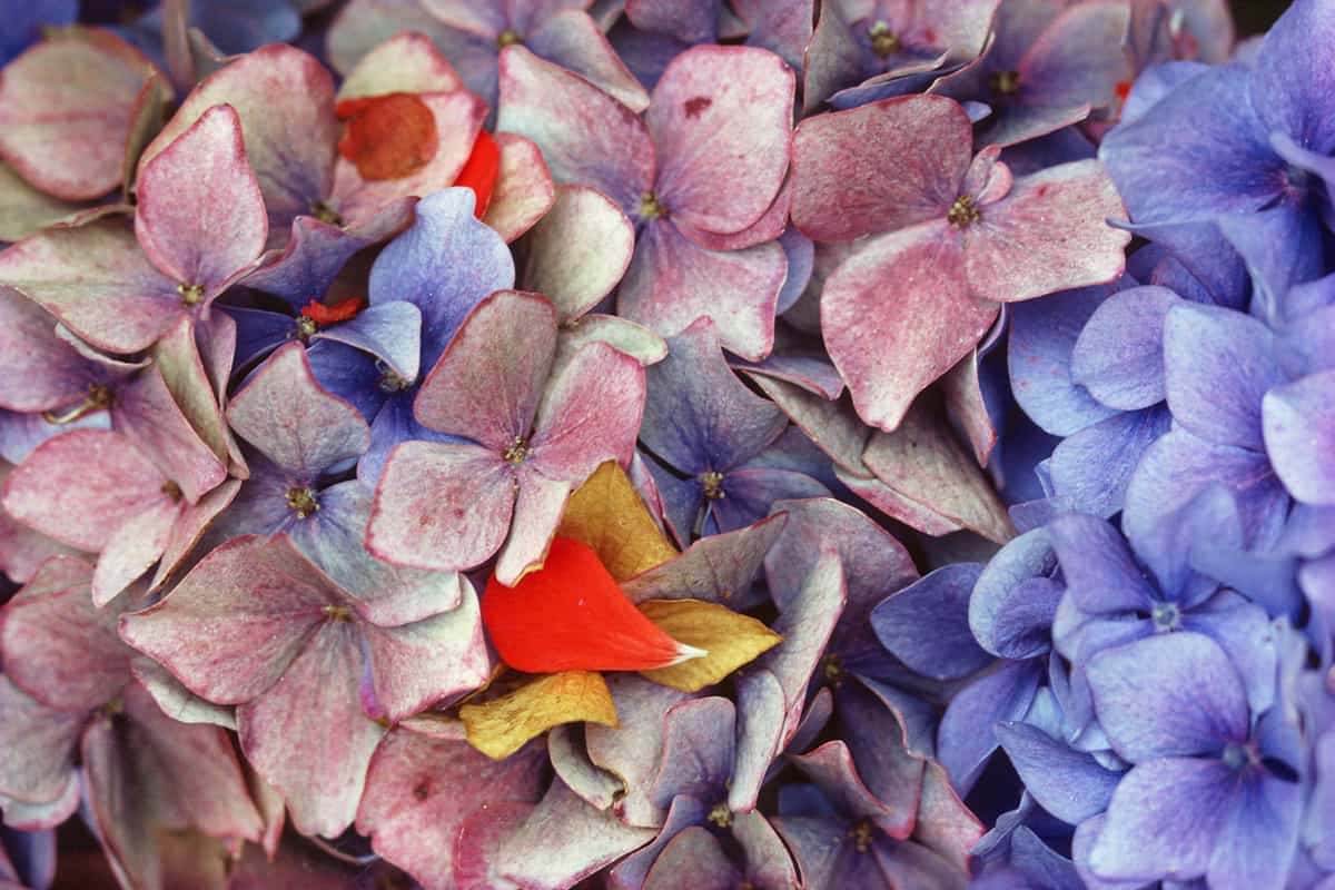 color-flora-11_
