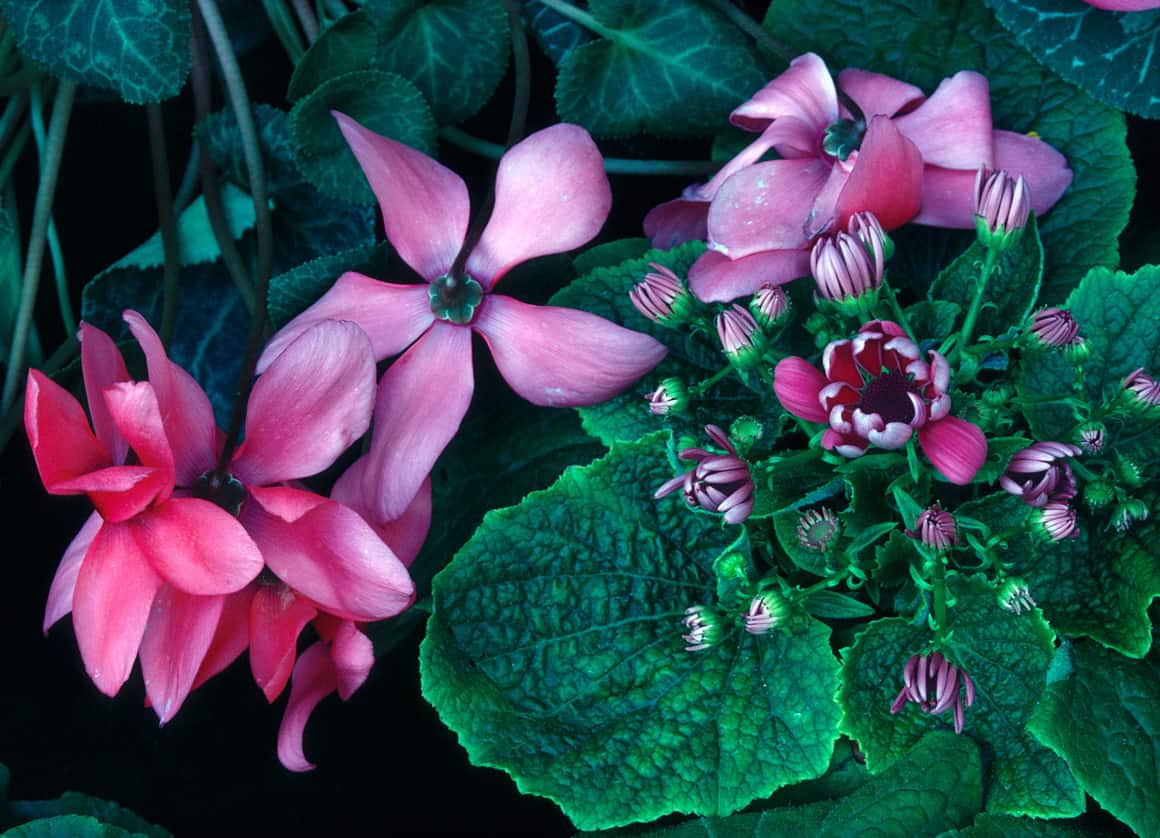 color-flora-12_