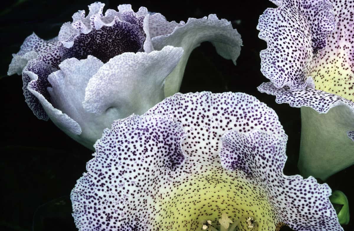 color-flora-40_