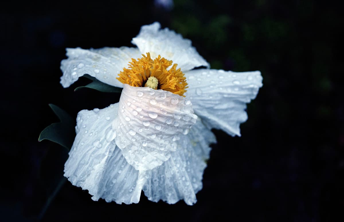 color-flora-43_