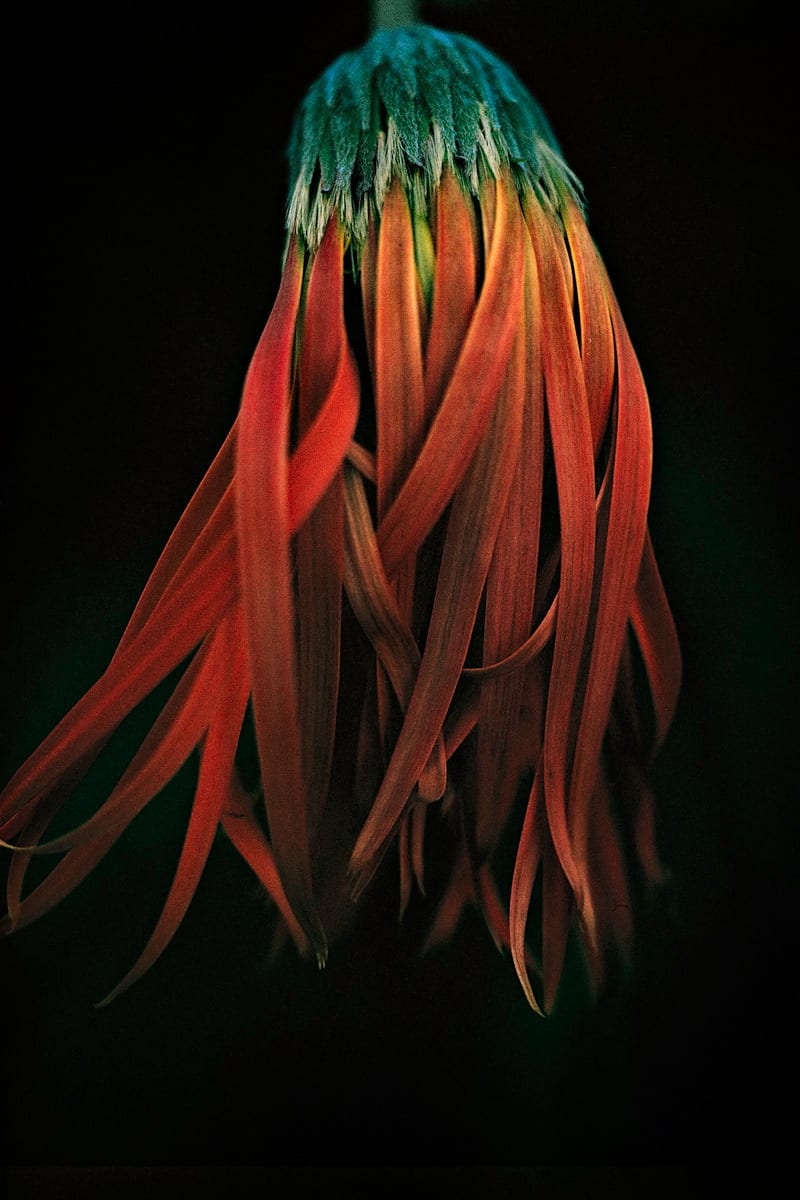 color-flora-46