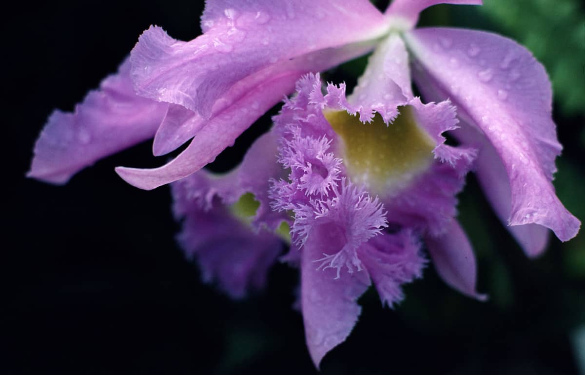 color-flora-5