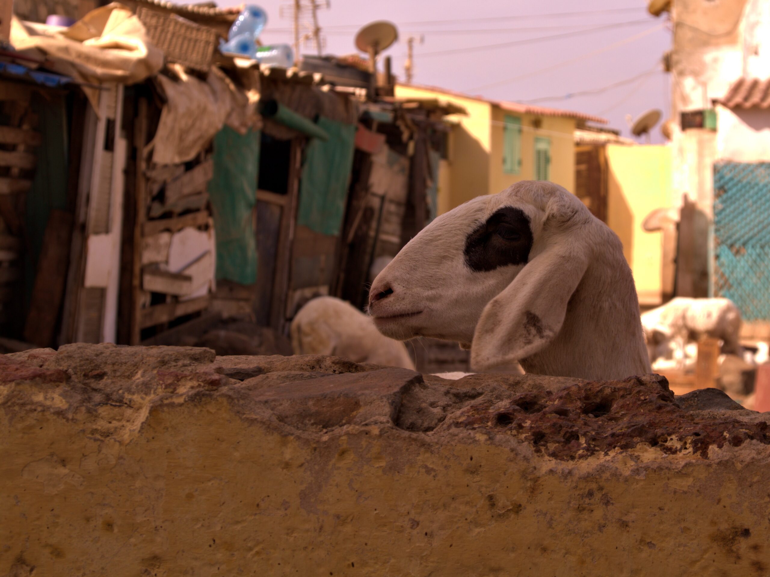 jean-pierre - Biquette du senegal