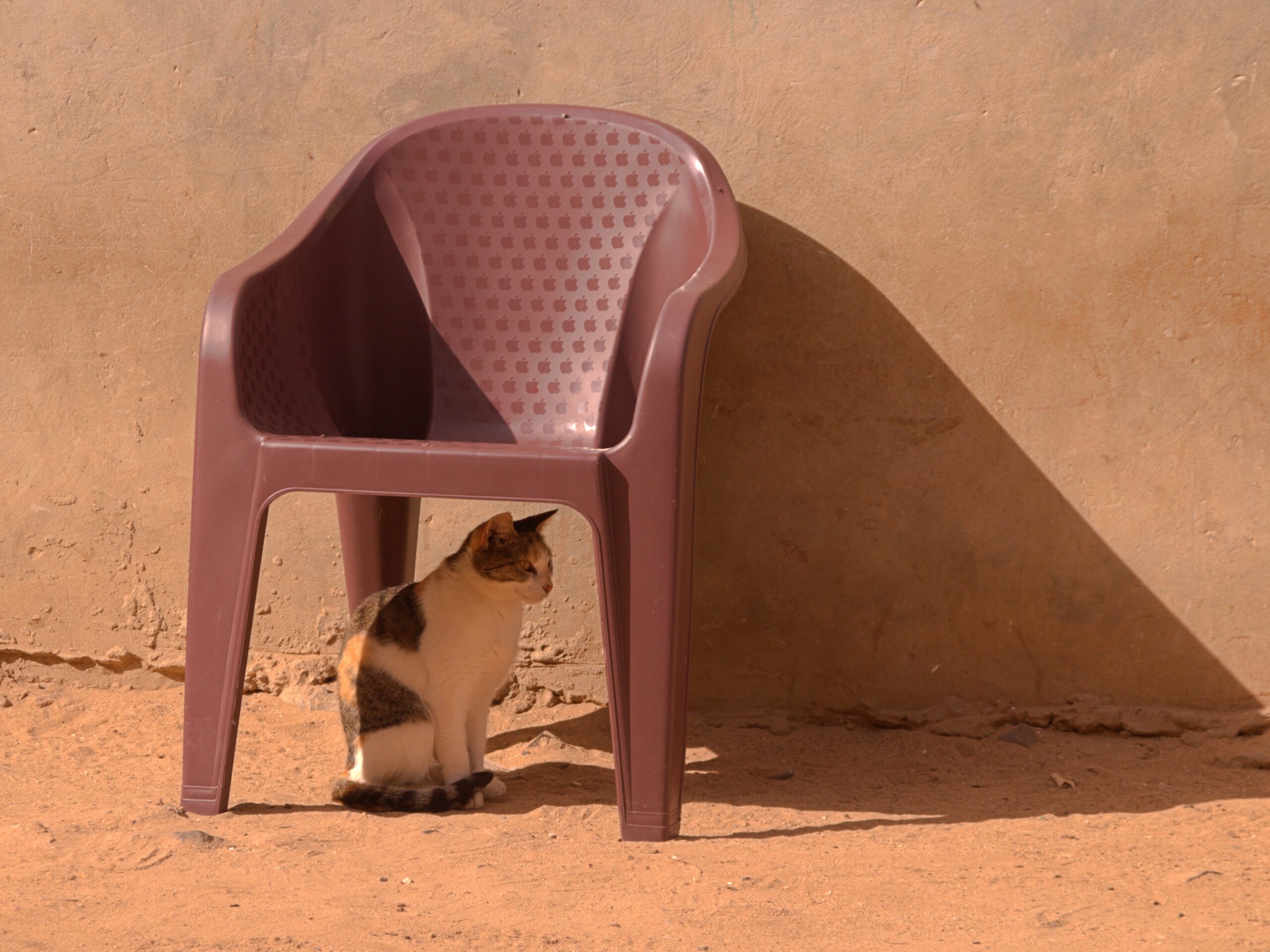 jean pierre chat sous chaise
