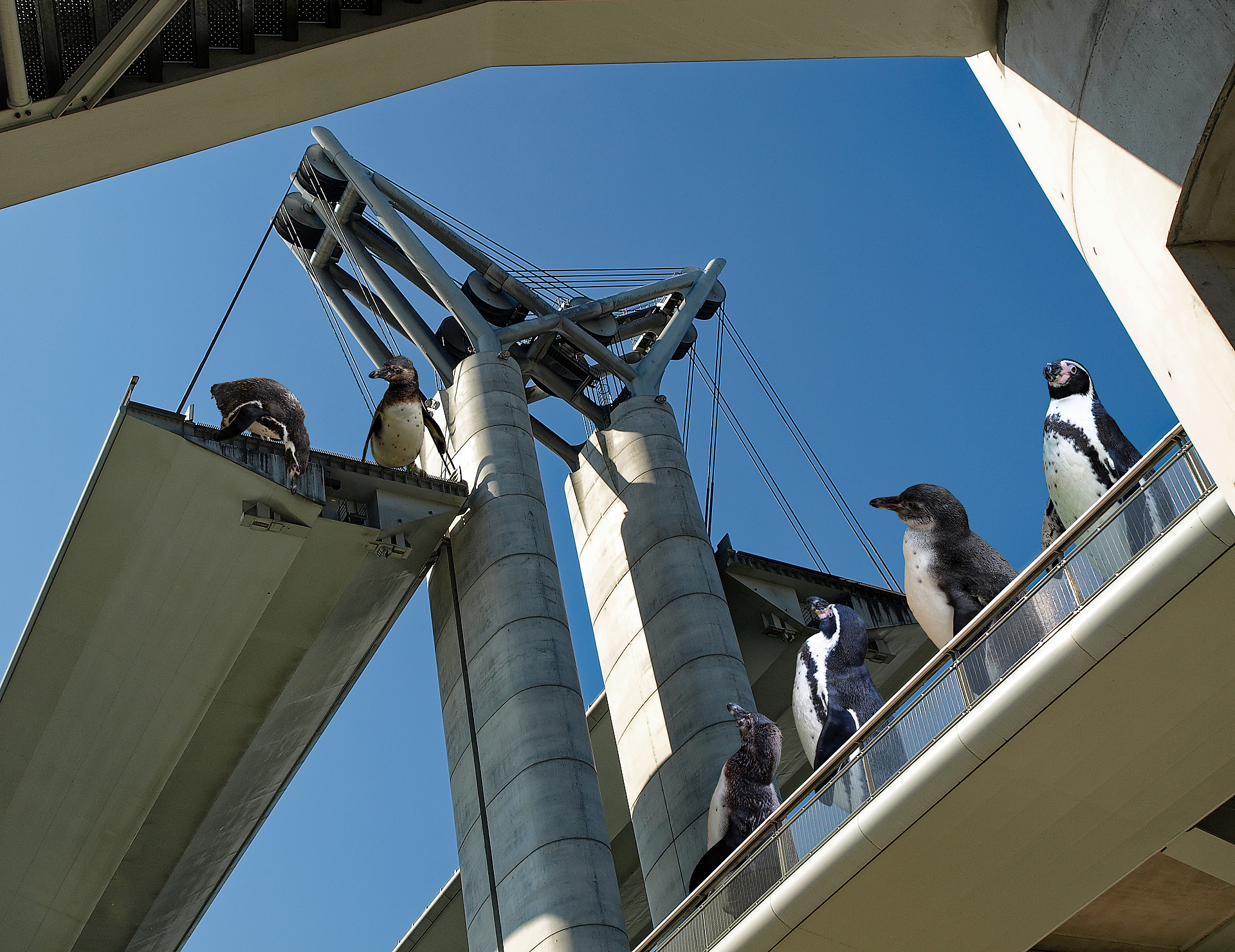 Joël - Pont Flaubert (Rouen)