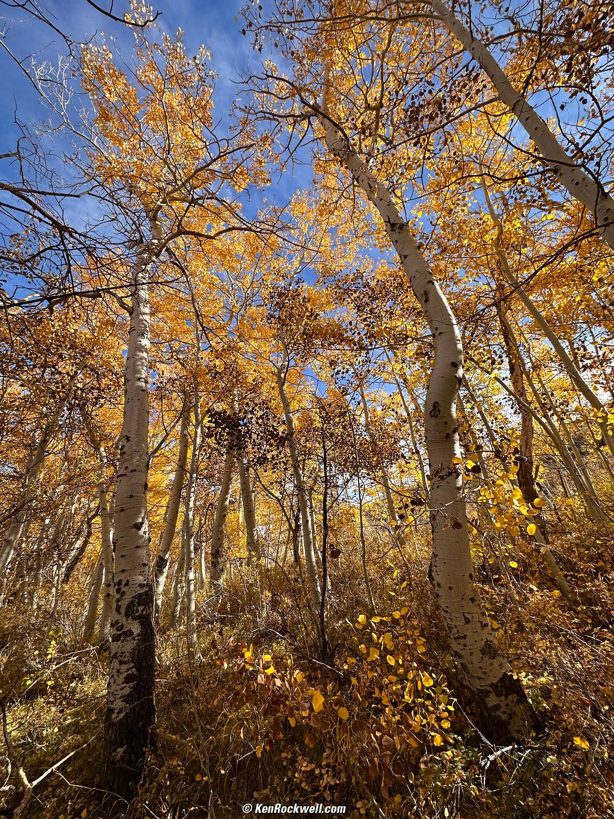 nature (26)