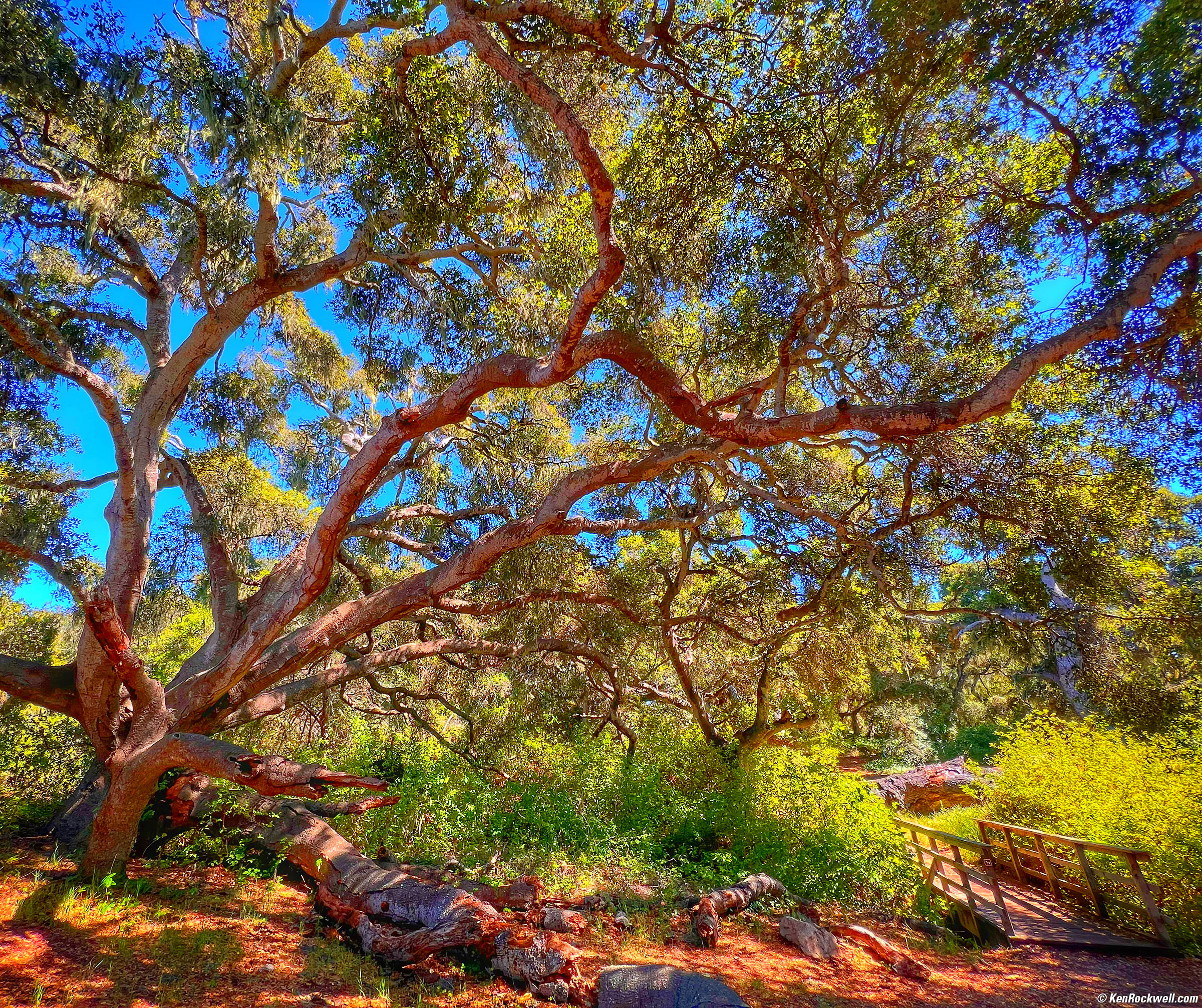 nature (35)