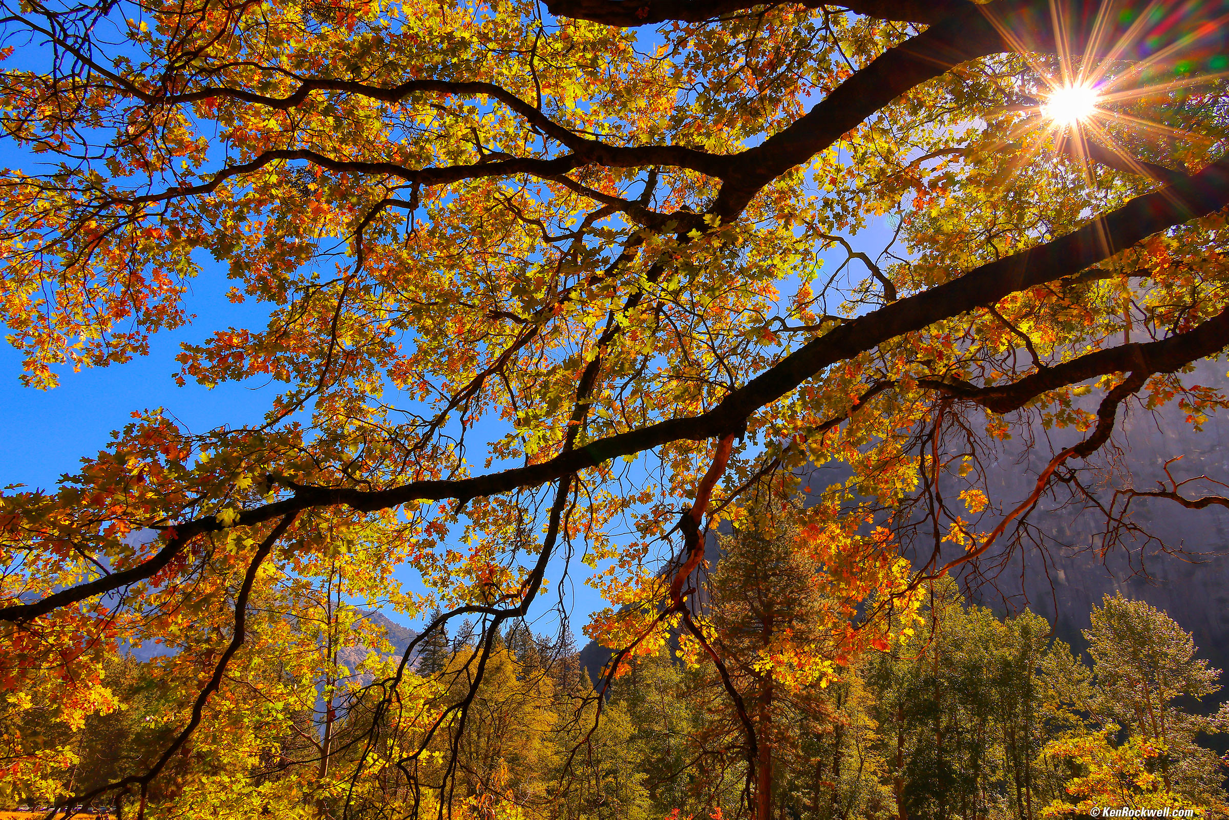 nature (47)