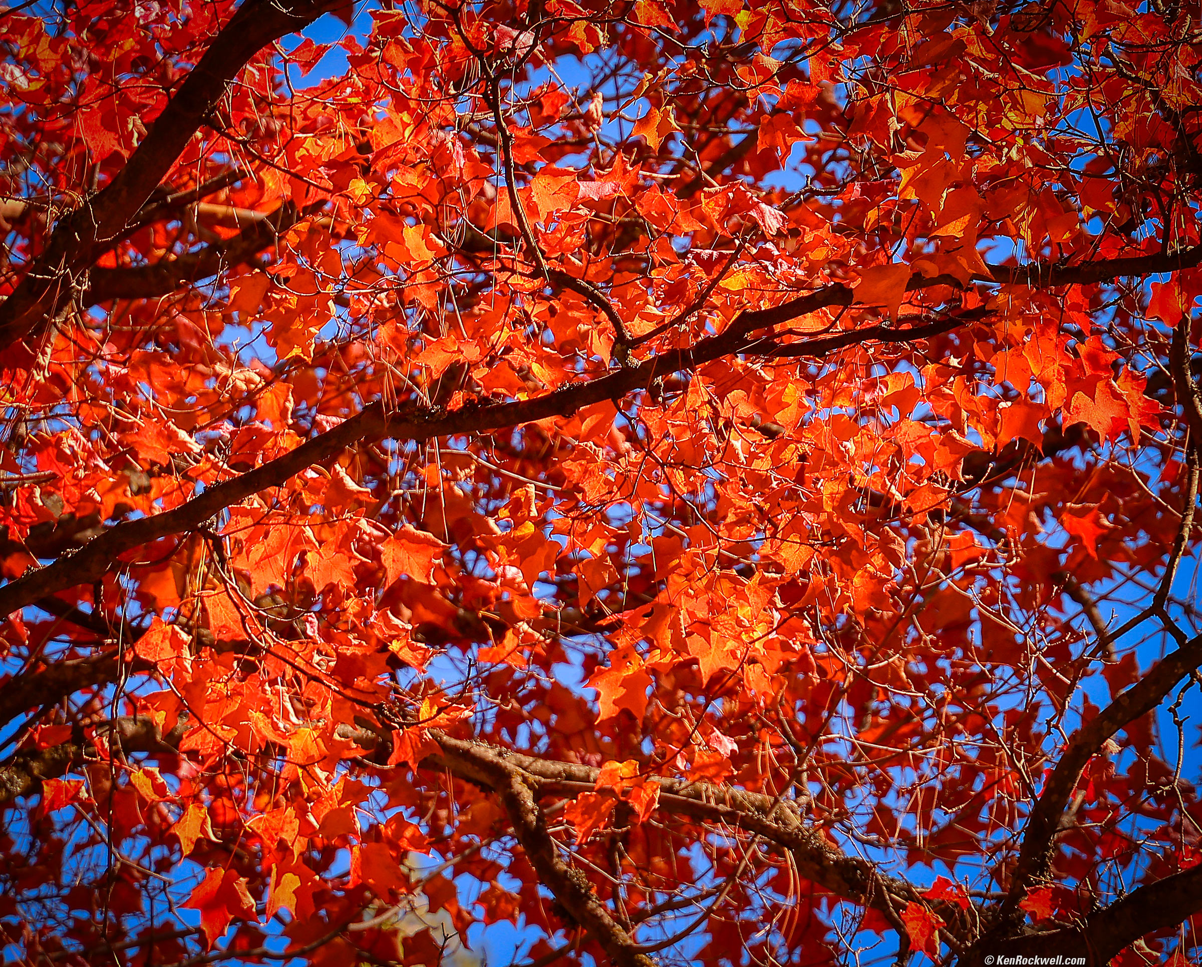 nature (48)