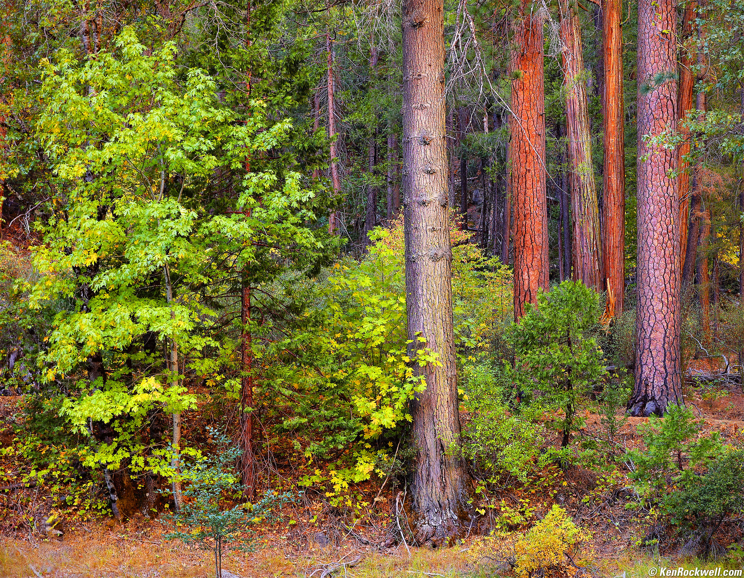 nature (49)