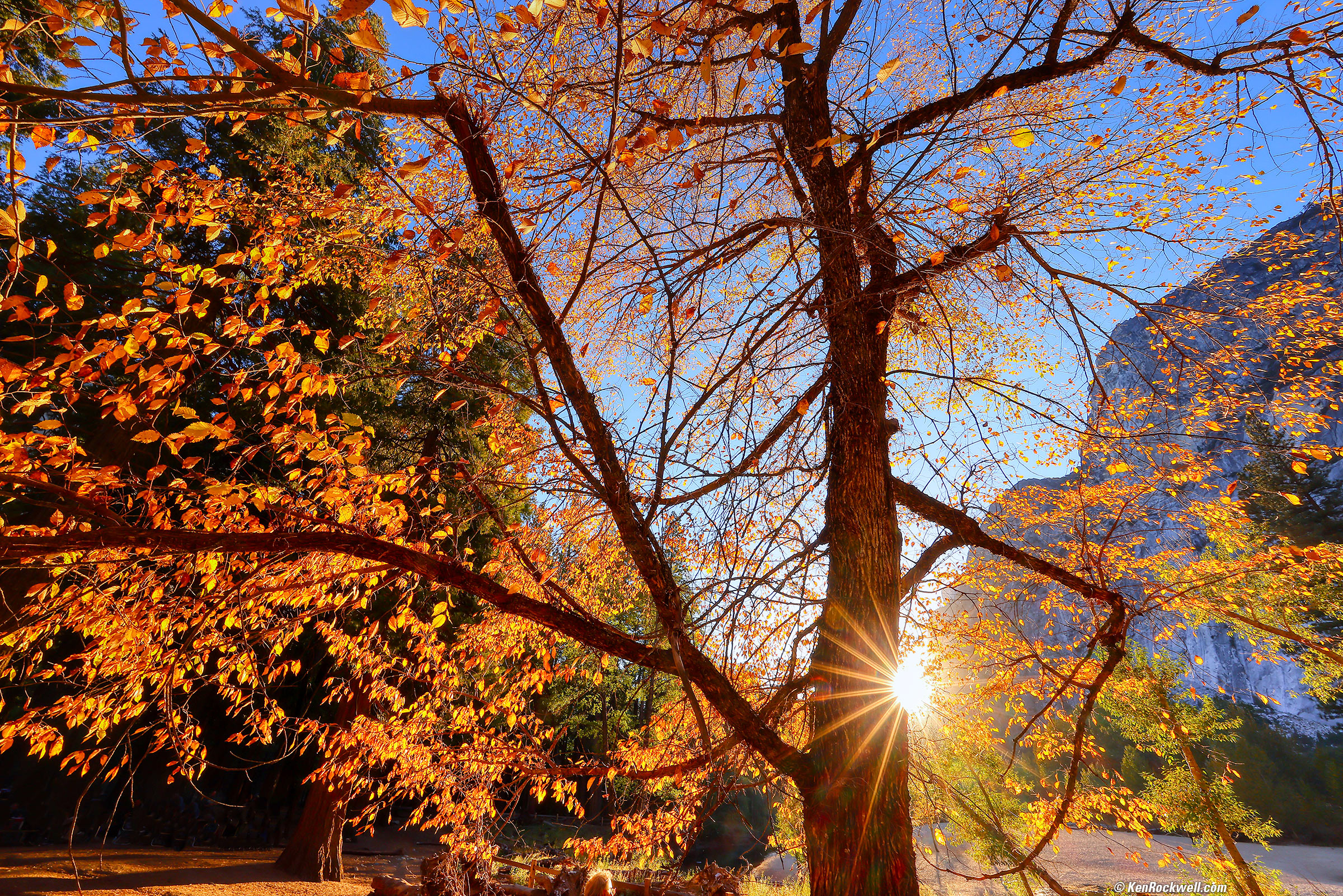 nature (50)