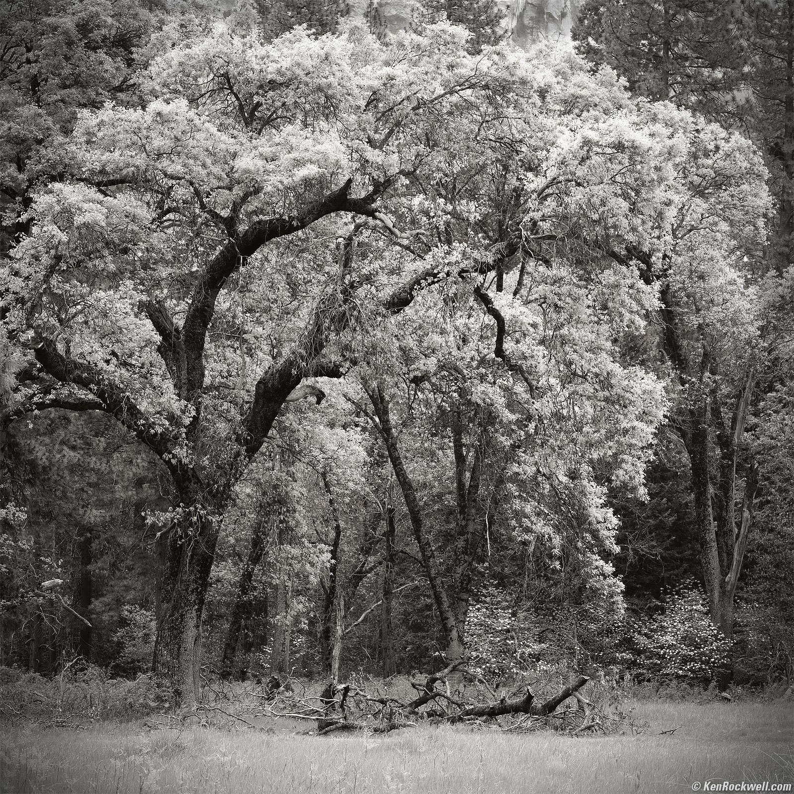 noir et blanc (2)