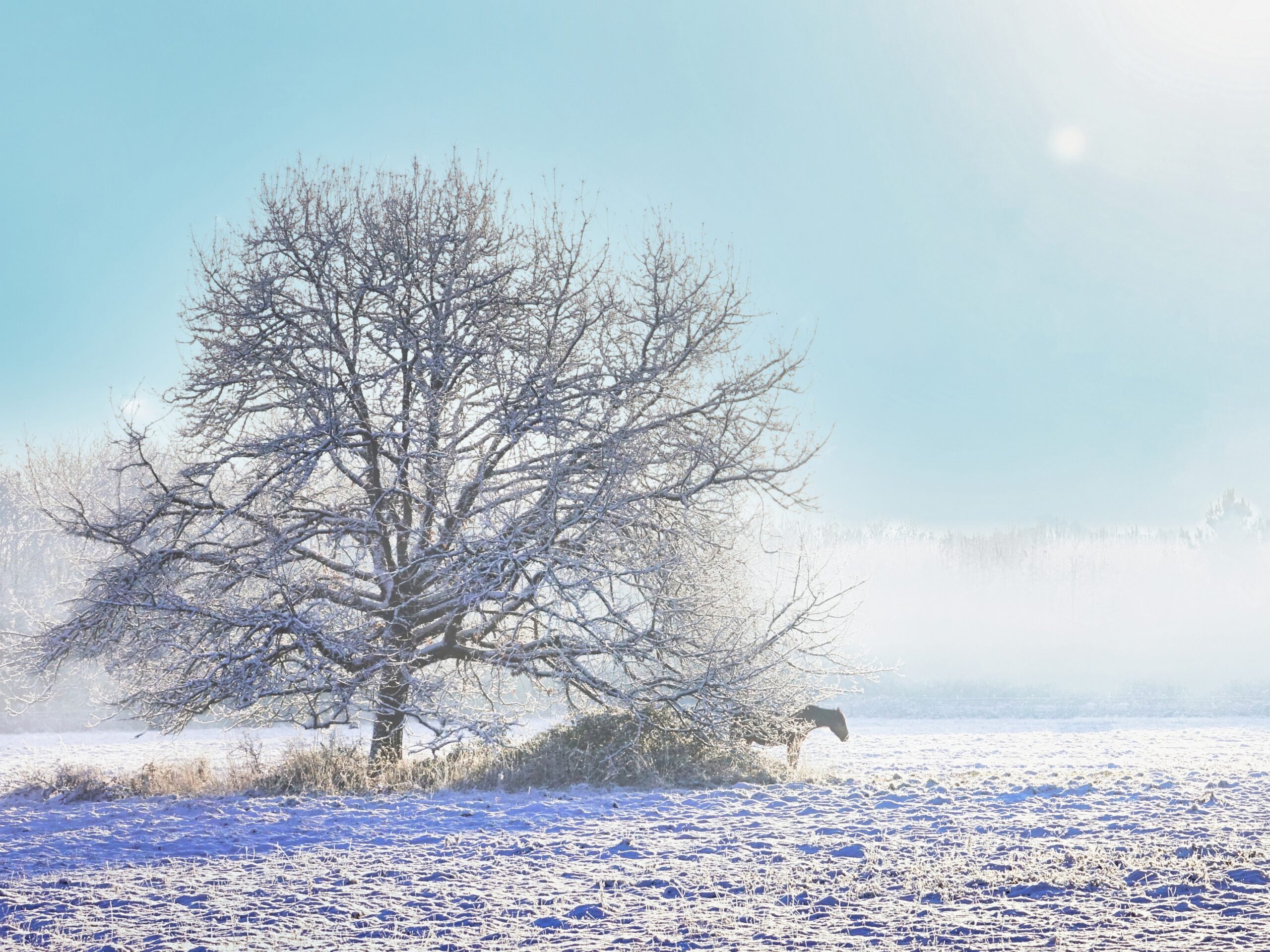 thierry _ un monde givre