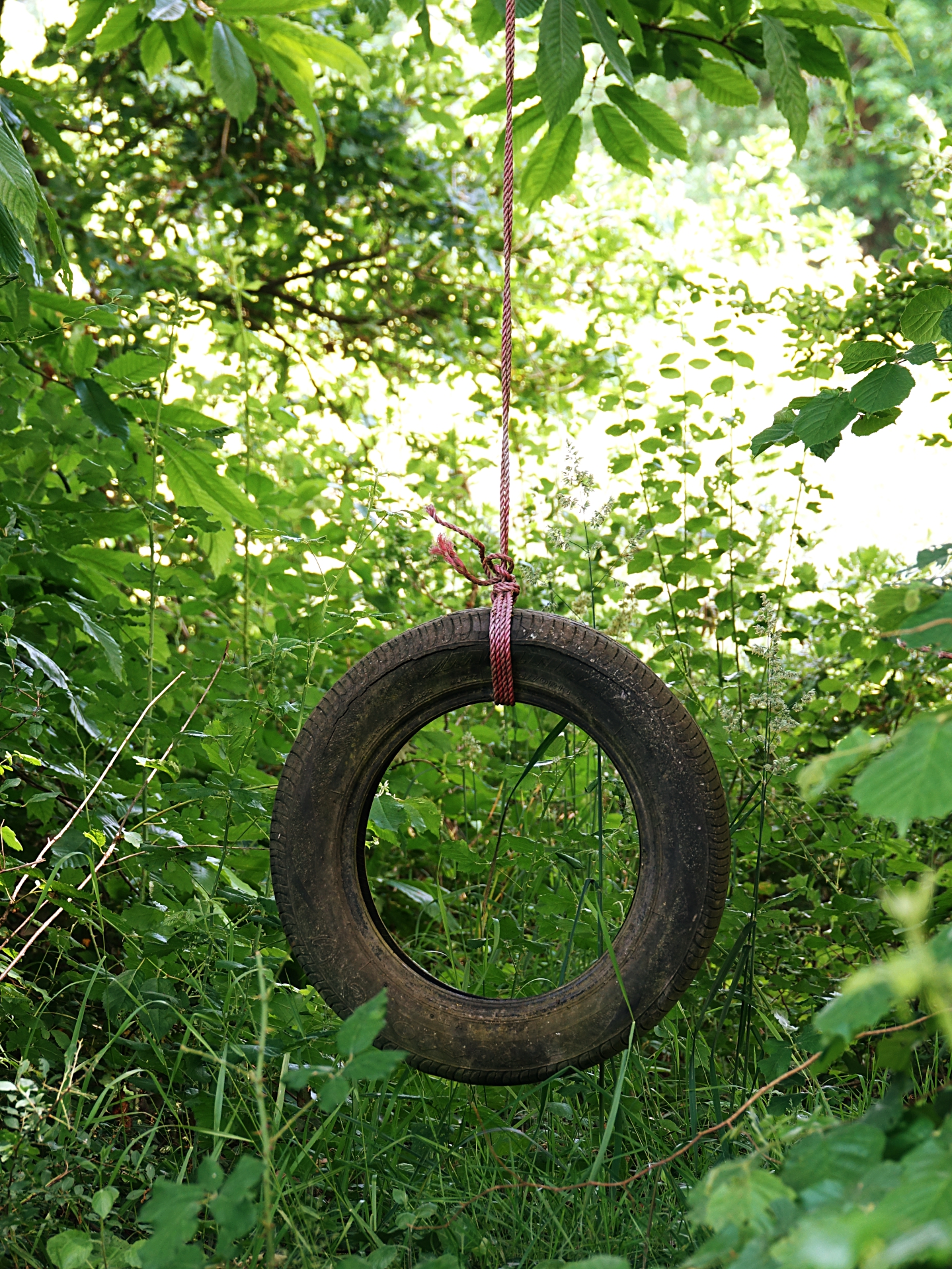 thierry - jeu forestier