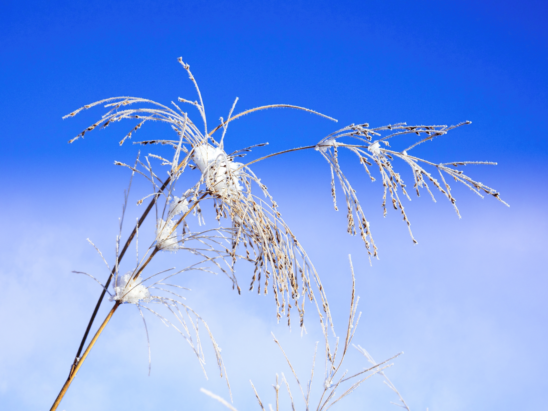 thierry - - nature givrée